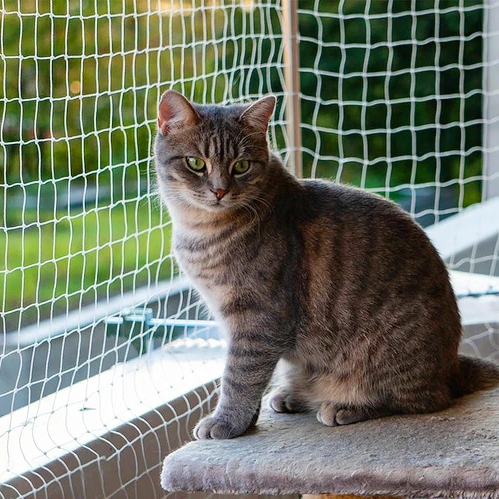 Cat and Pet Safety Nets for Chennai Balconies: Keep Your Pets Safe