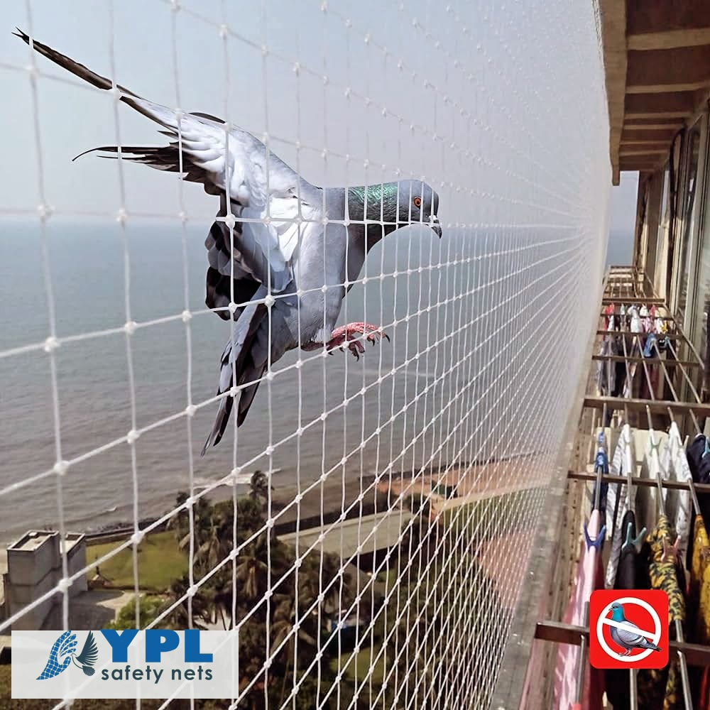 How to Stop Pigeons on Your Chennai Balcony Before the Northeast Monsoon – YPL Safety Nets Chennai